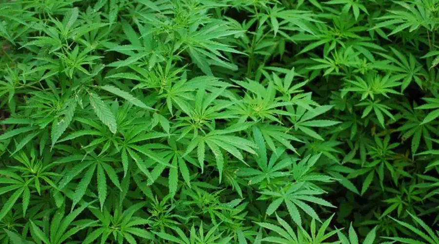Aktuelle Informationen zur Cannabis-Legalisierung in Deutschland
